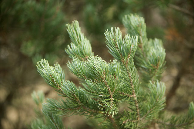 Pinus edulis