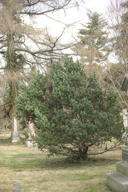 Pinus edulis
