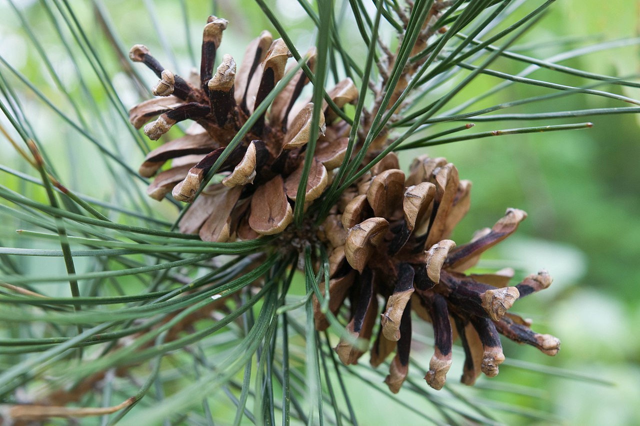Pinus echinata
