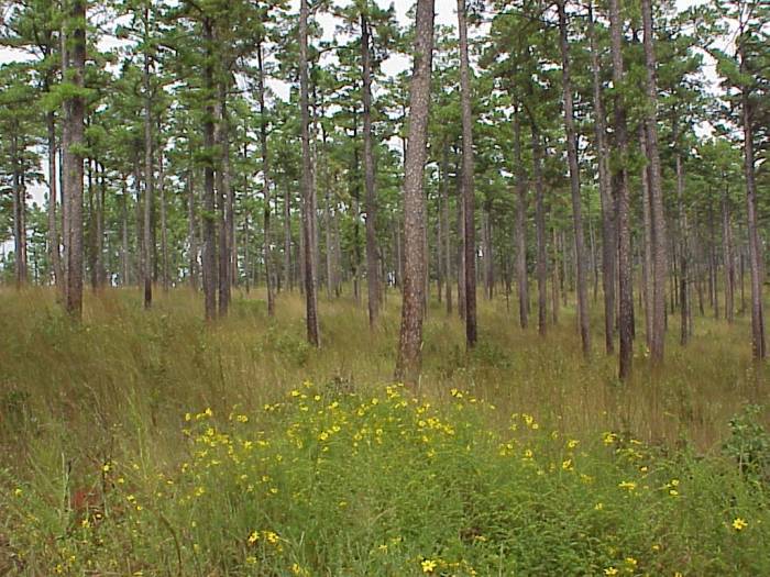 Pinus echinata