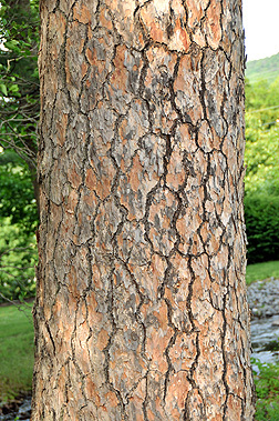 Pinus echinata