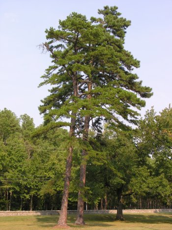 Pinus echinata