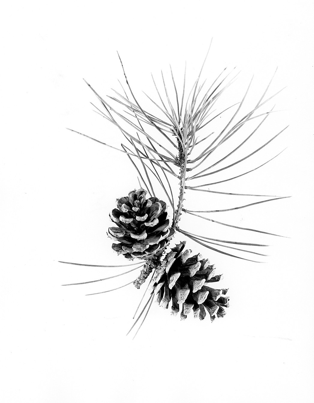 Pinus echinata