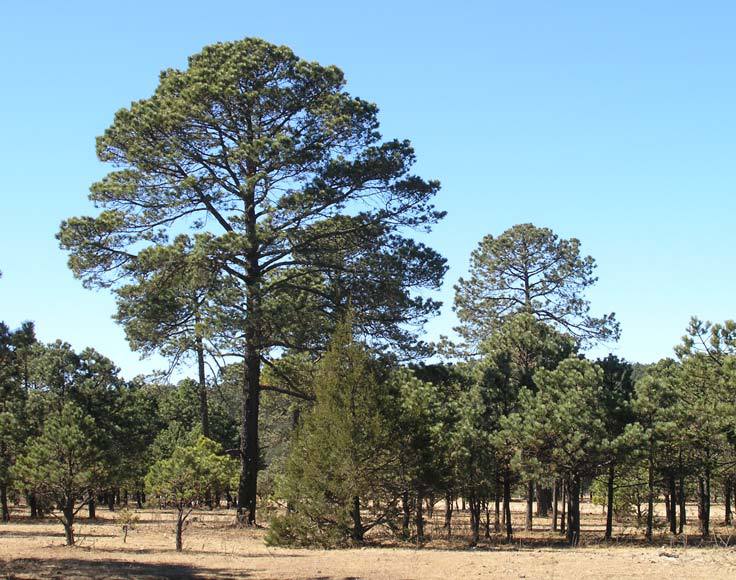 Abies durangensis