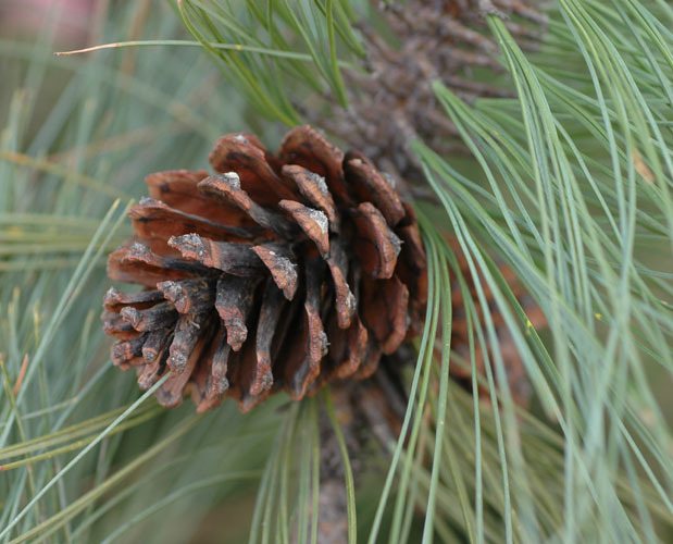 Pinus durangensis