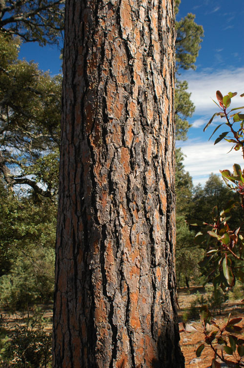 Pinus durangensis