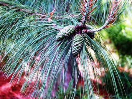 Pinus durangensis