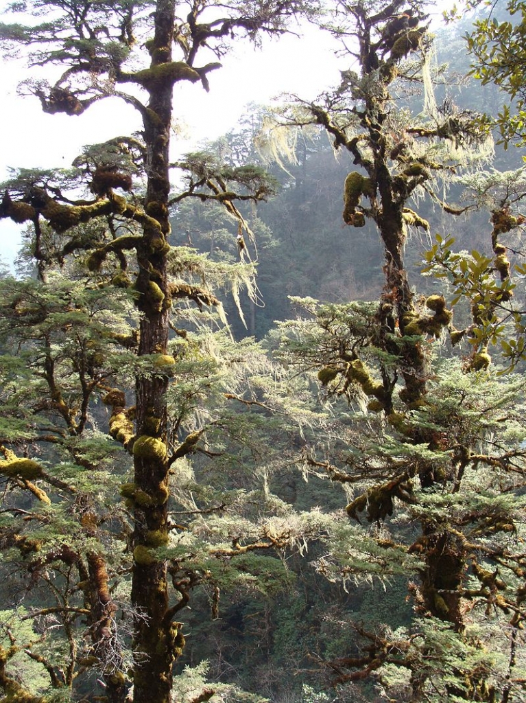 Tsuga dumosa