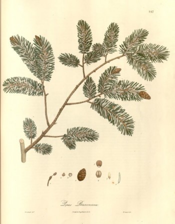 Tsuga dumosa