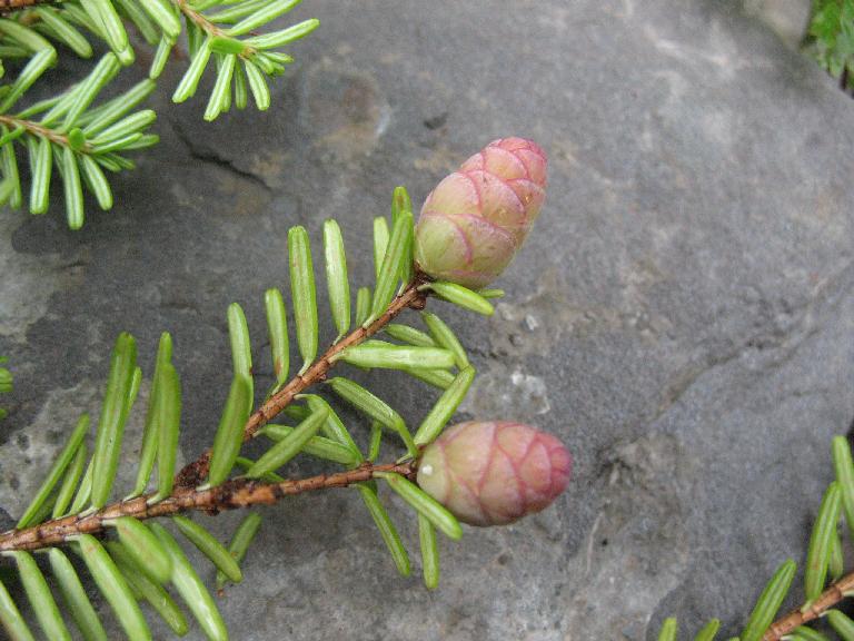 Tsuga dumosa