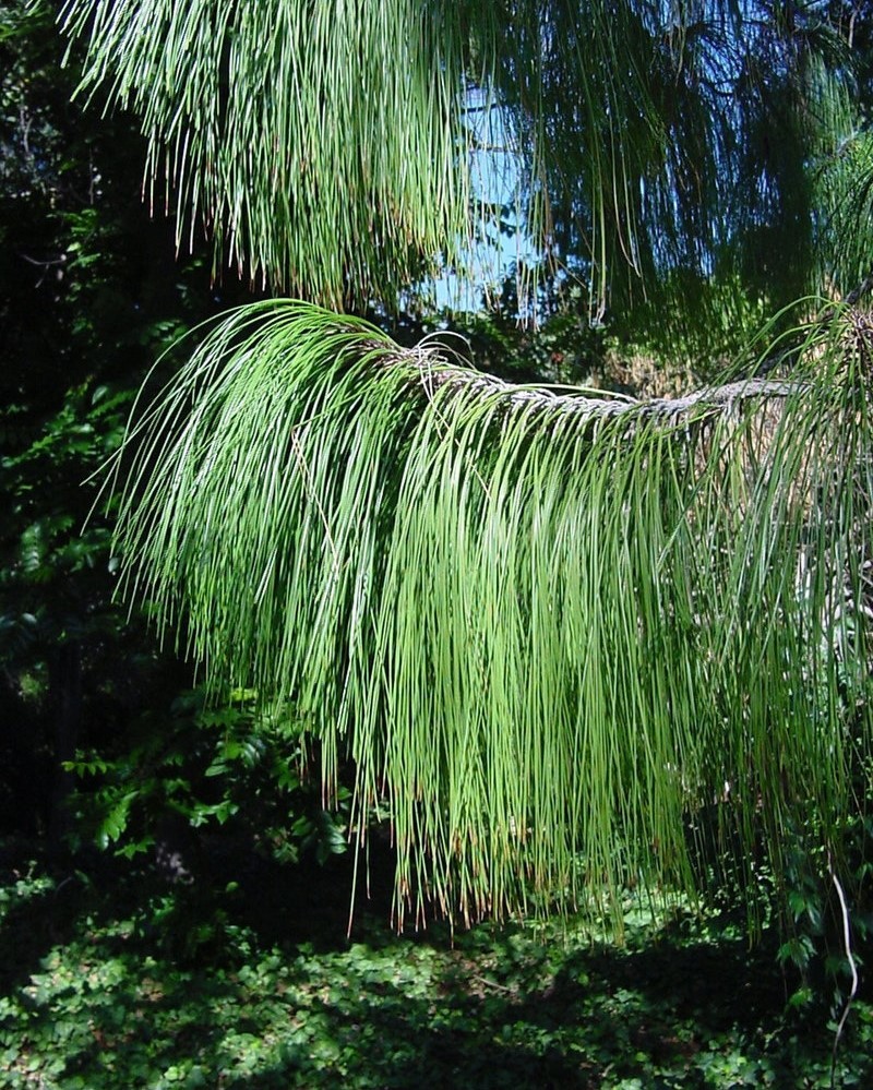 Pinus douglasiana