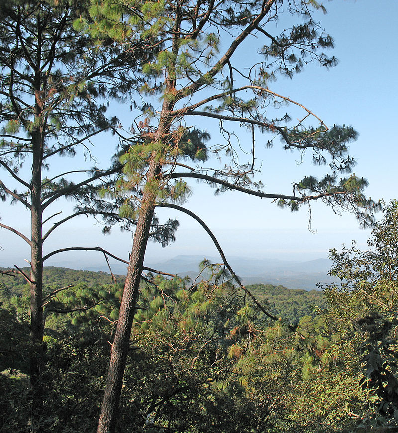 Pinus douglasiana