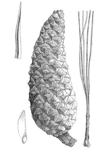 Pinus douglasiana