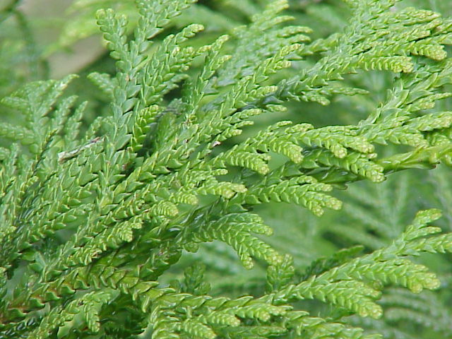 Thujopsis dolabrata