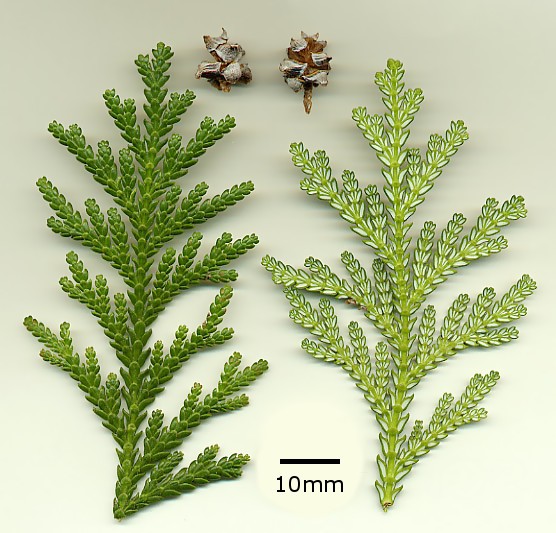 Thujopsis dolabrata