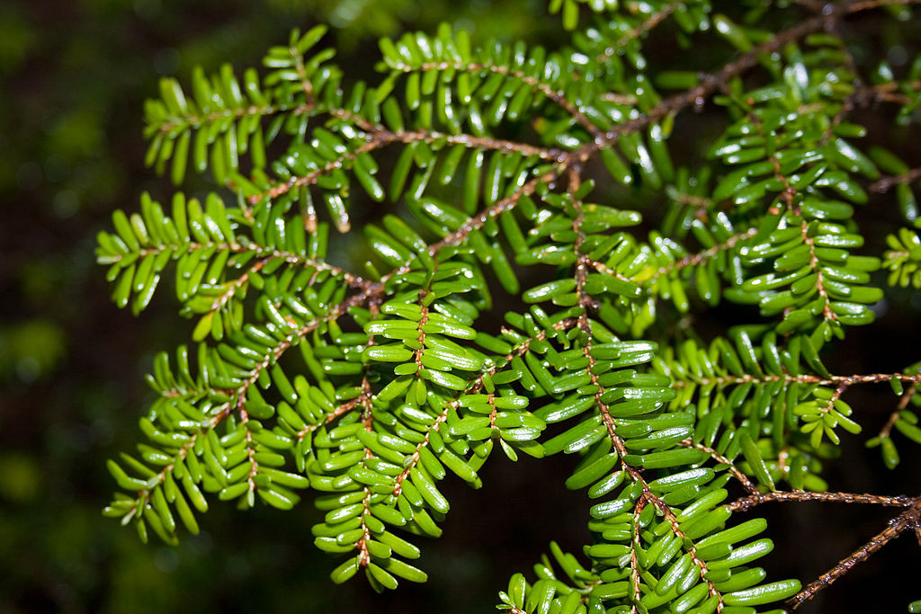 Tsuga diversifolia