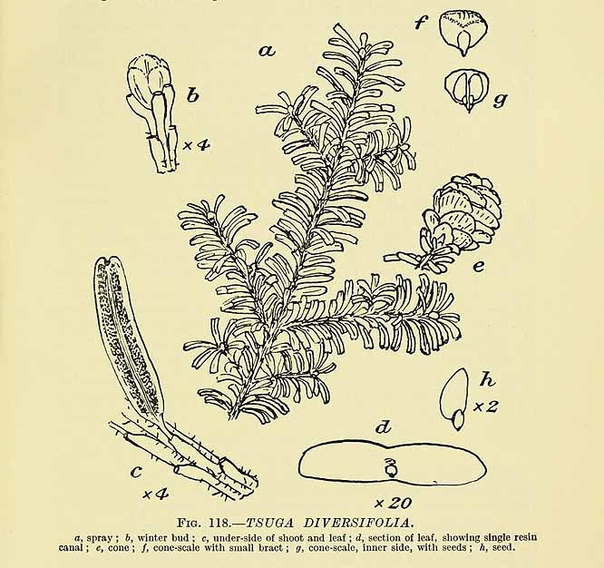 Tsuga diversifolia