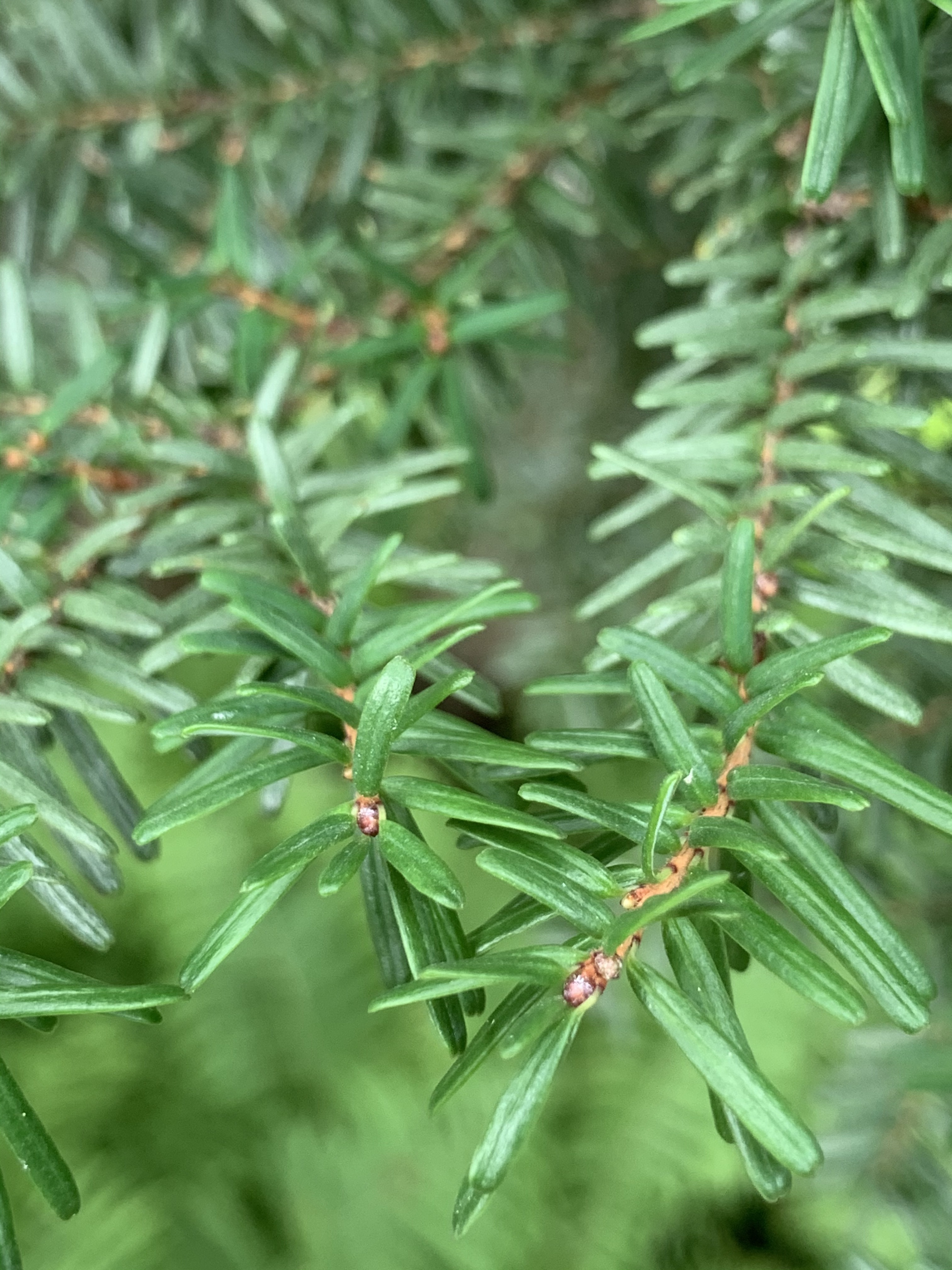 Tsuga diversifolia