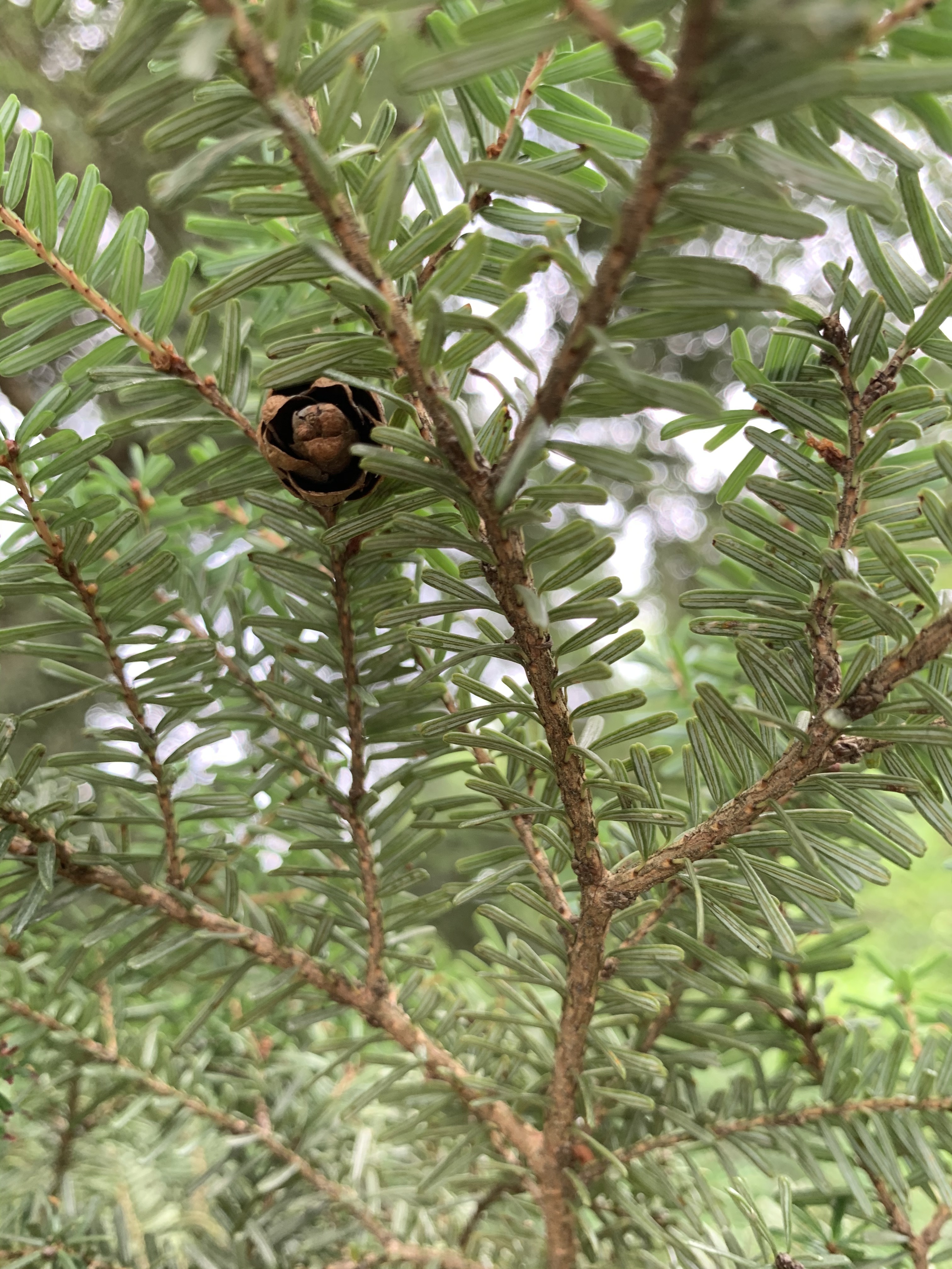 Tsuga diversifolia