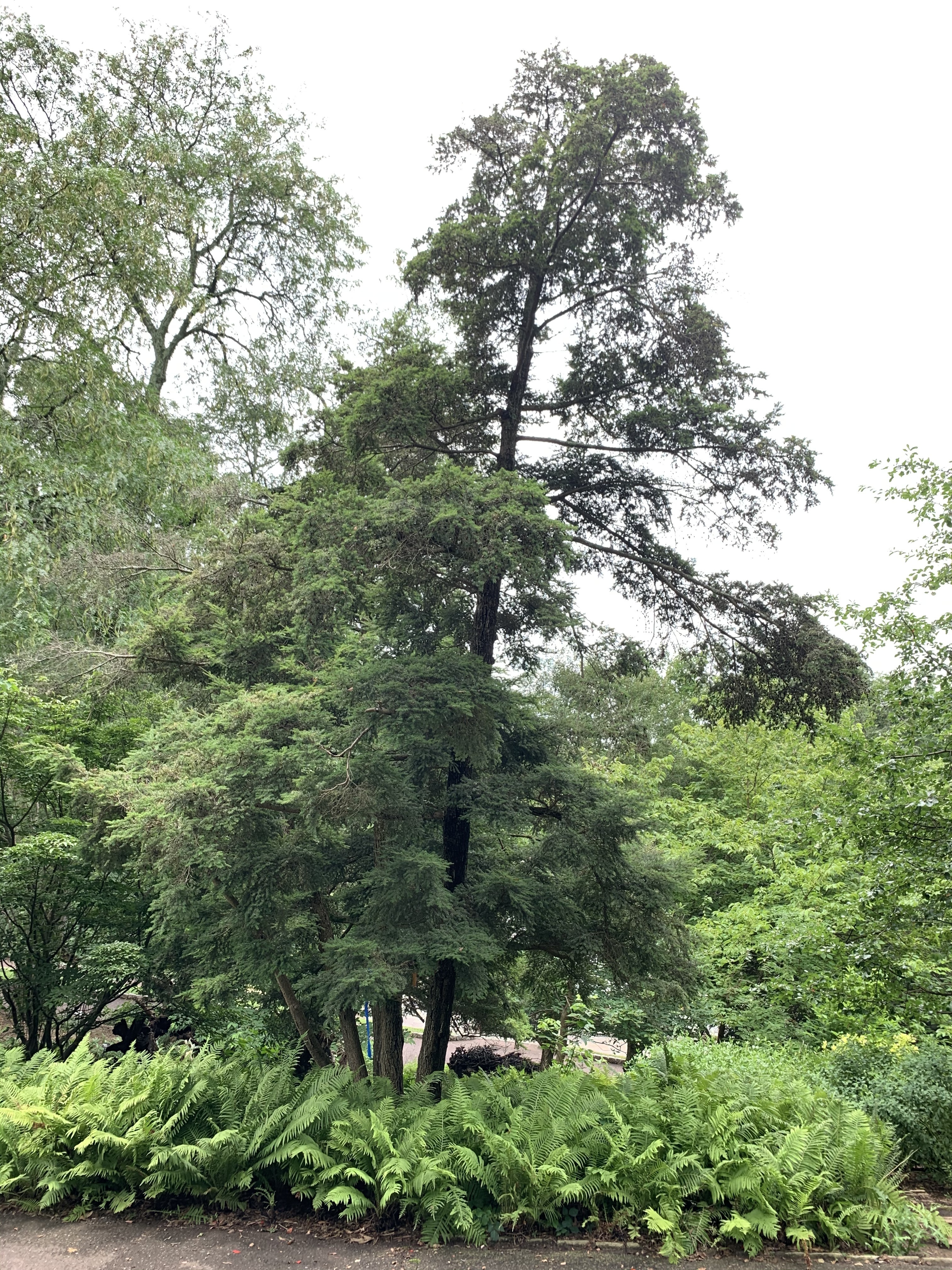 Tsuga diversifolia
