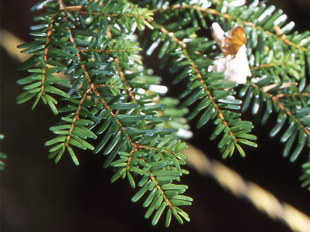 Tsuga diversifolia