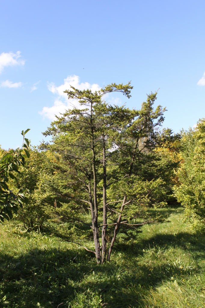Tsuga diversifolia