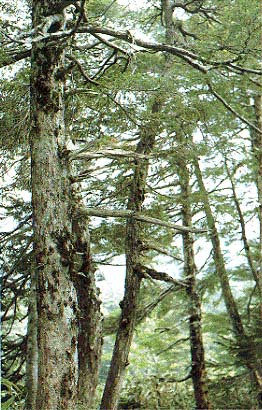 Tsuga diversifolia