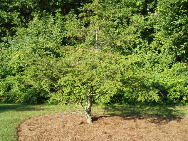 Tsuga diversifolia