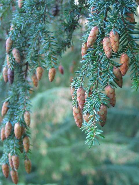 Tsuga diversifolia