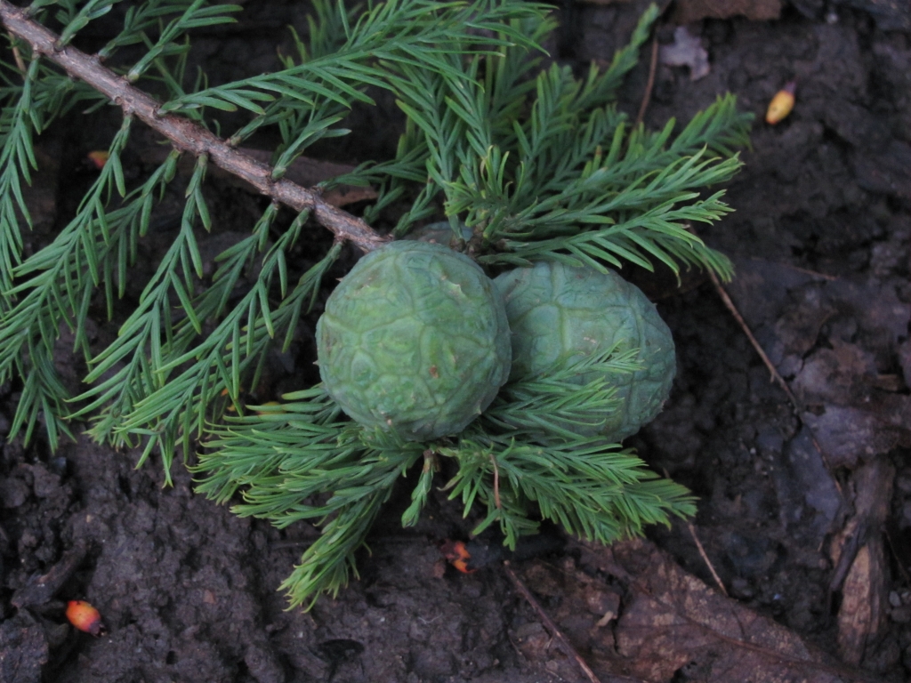 Taxodium distichum