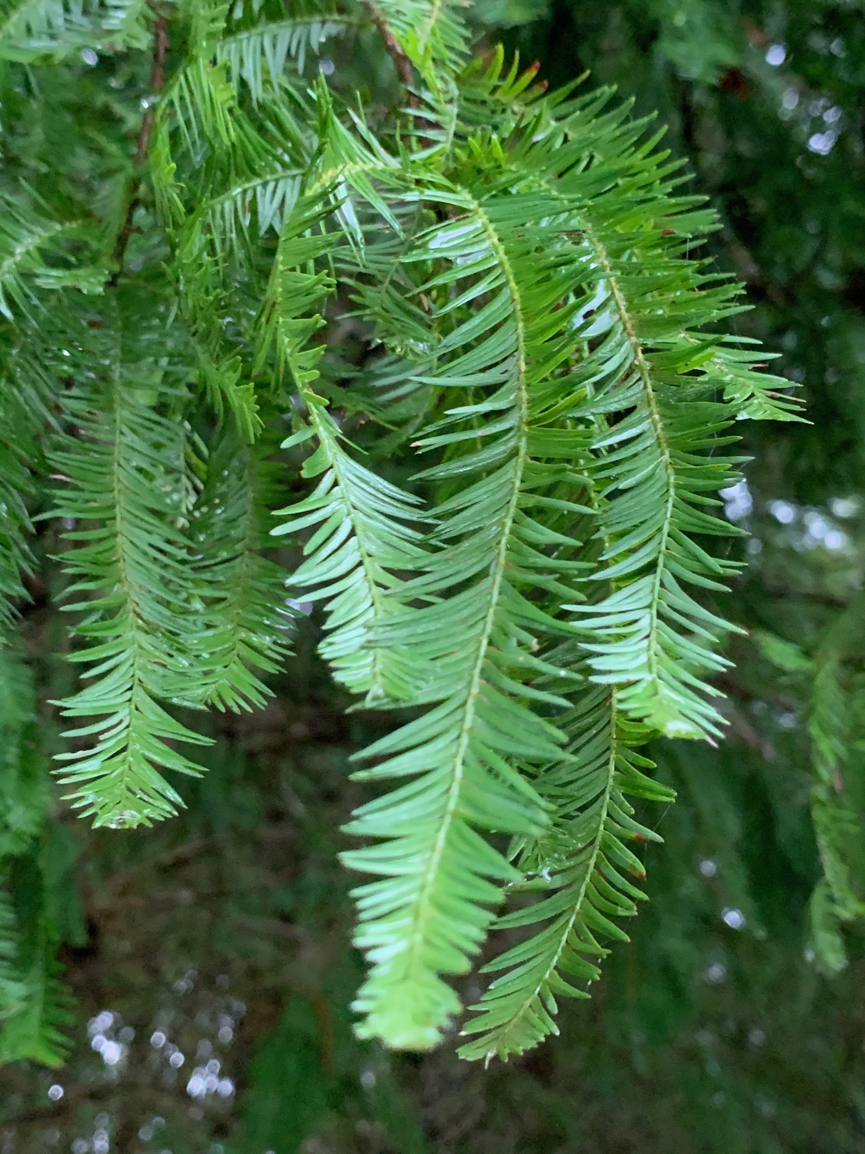 Taxodium distichum