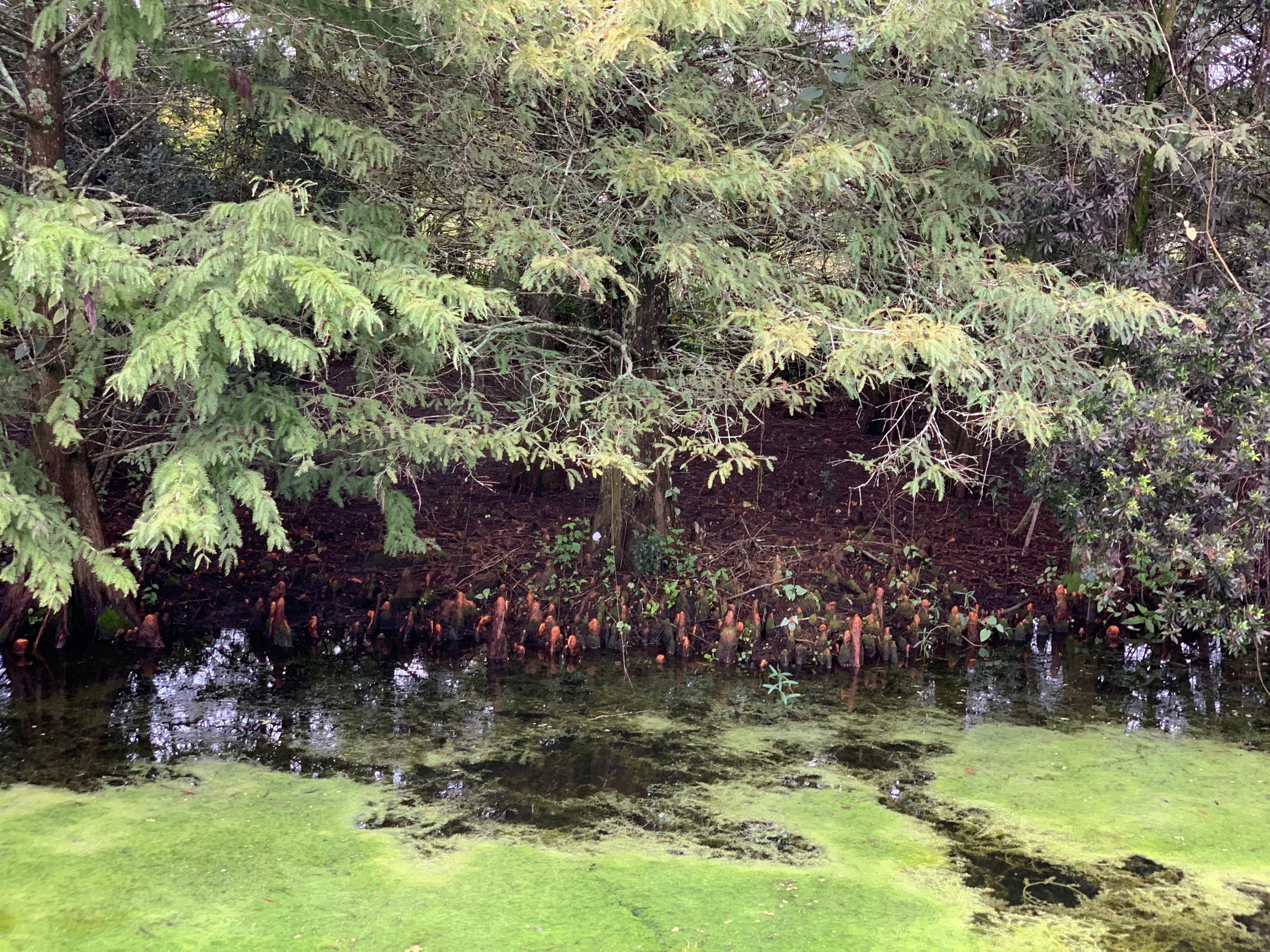 Taxodium distichum