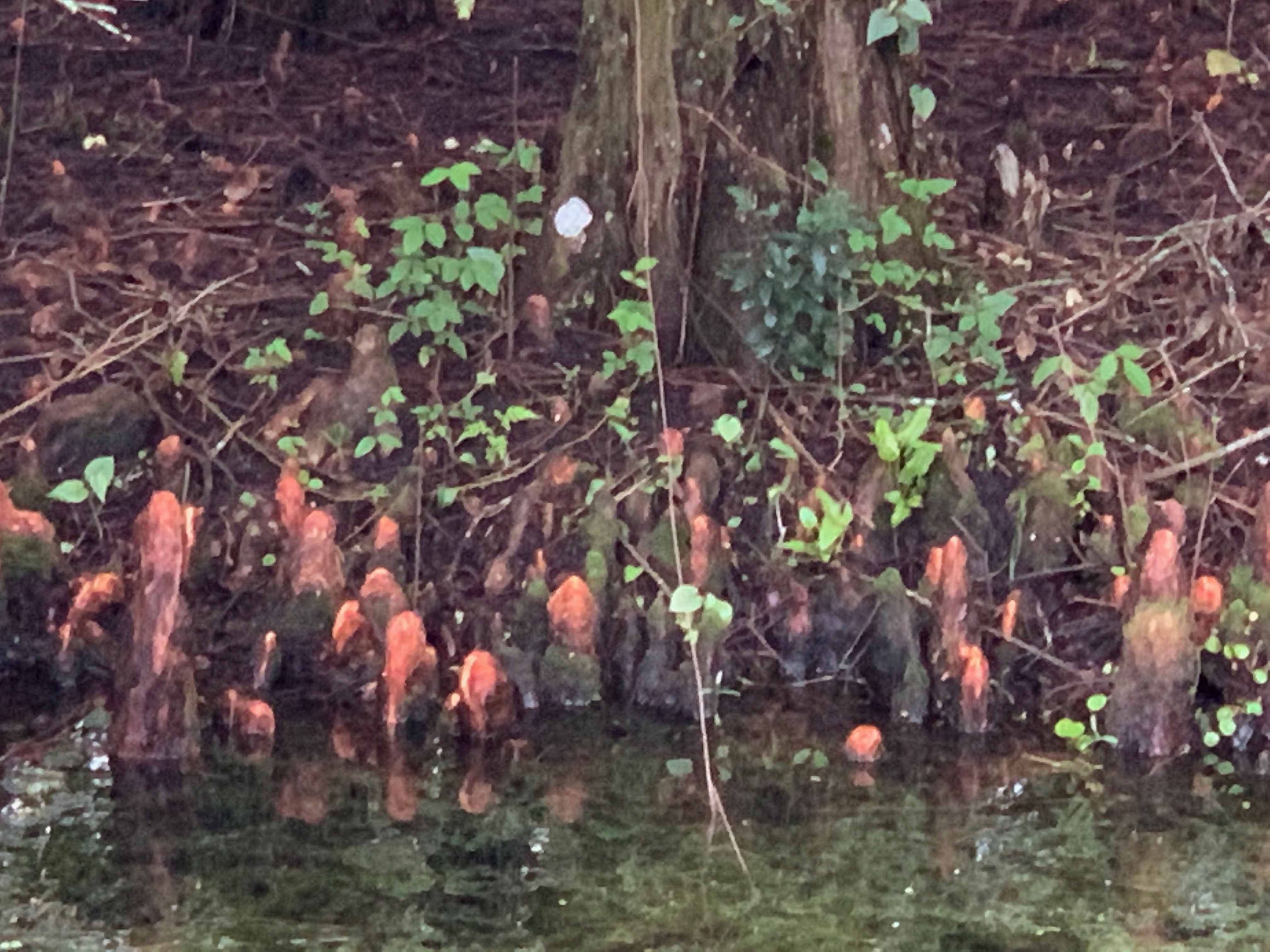 Taxodium distichum