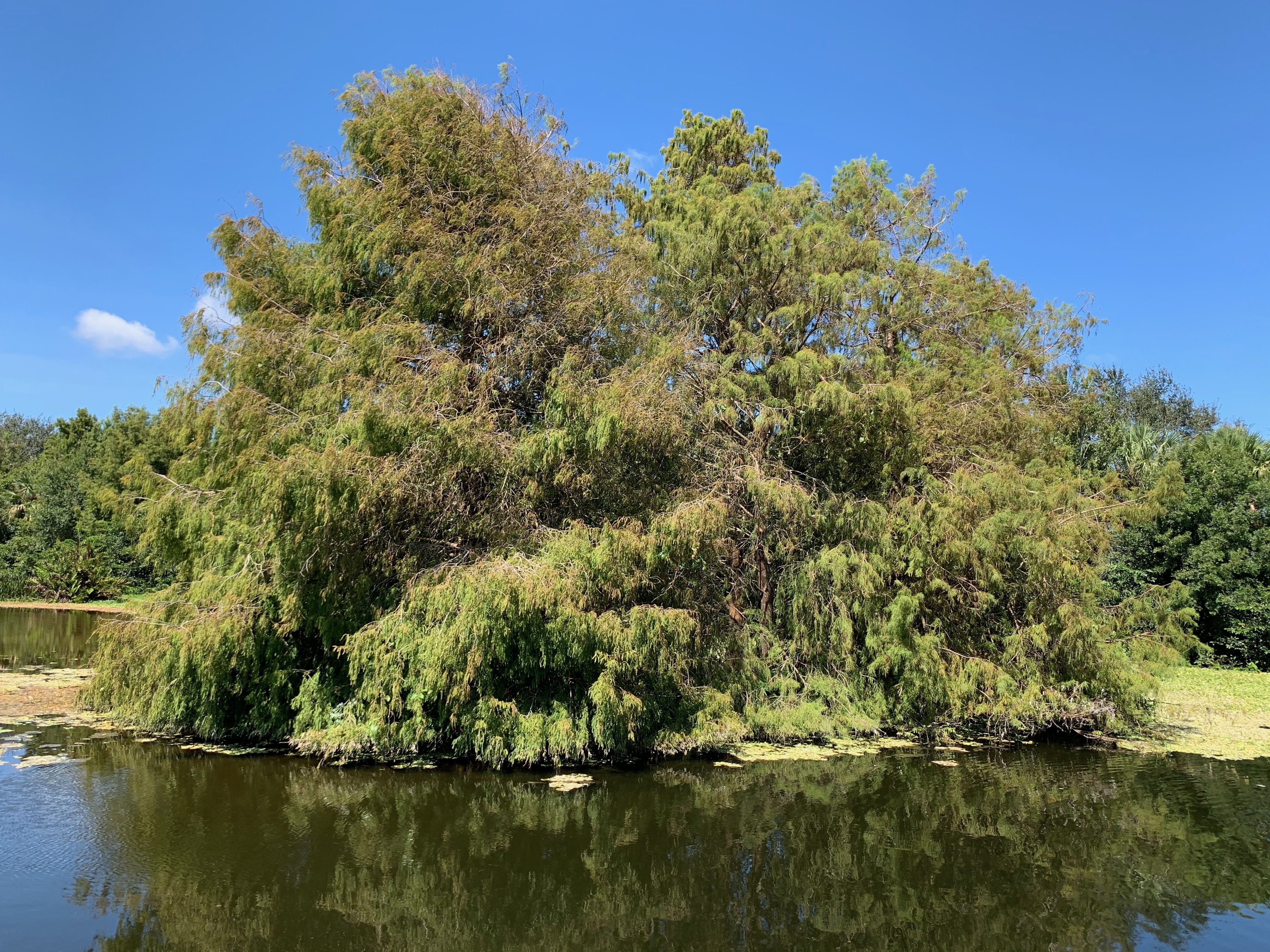 Taxodium distichum