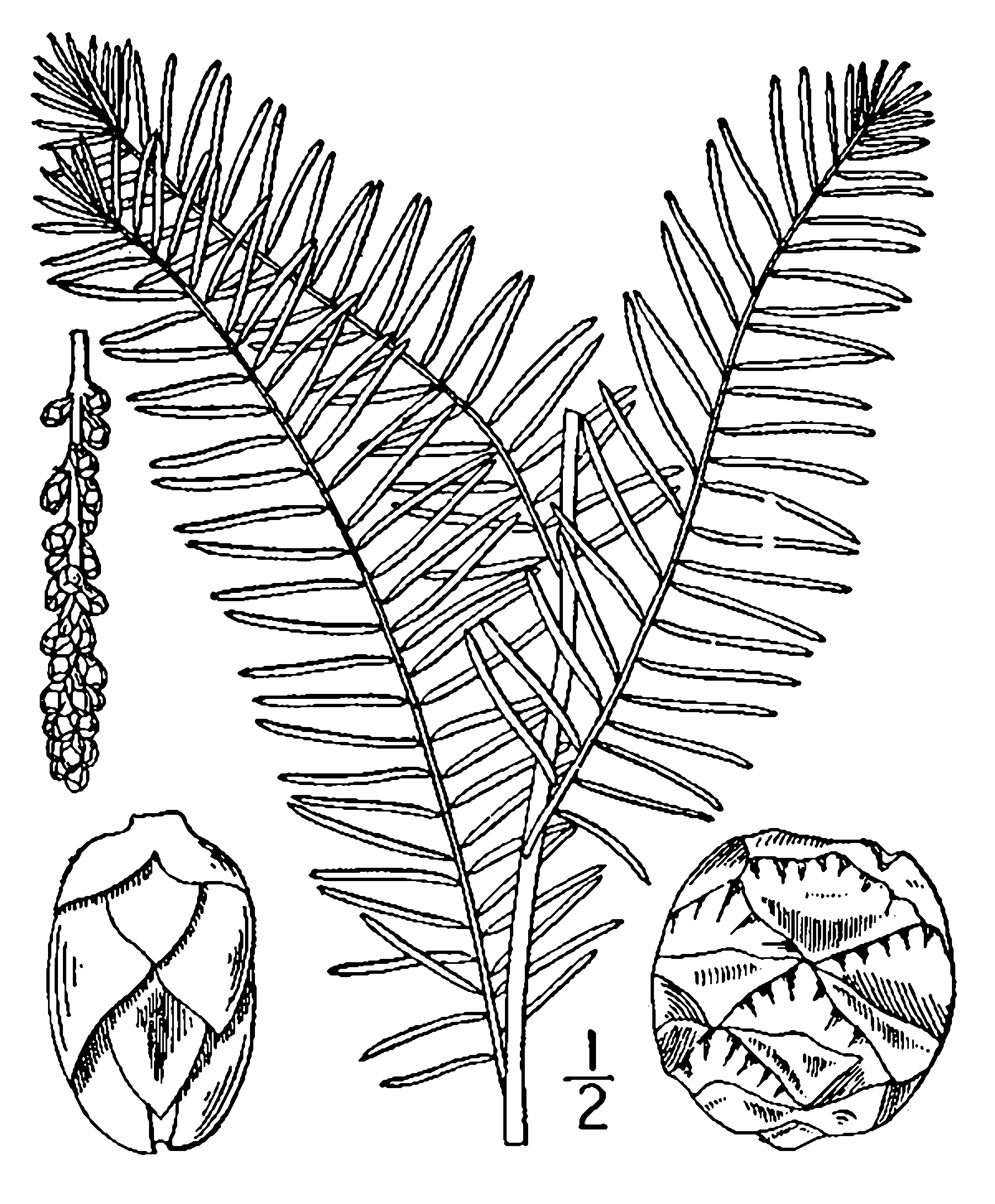 Taxodium distichum