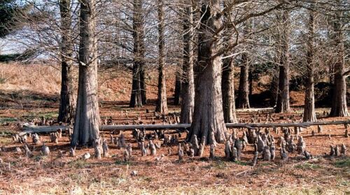 Taxodium distichum