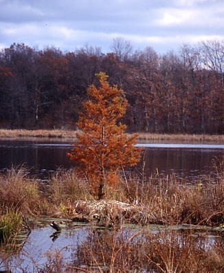 Taxodium distichum