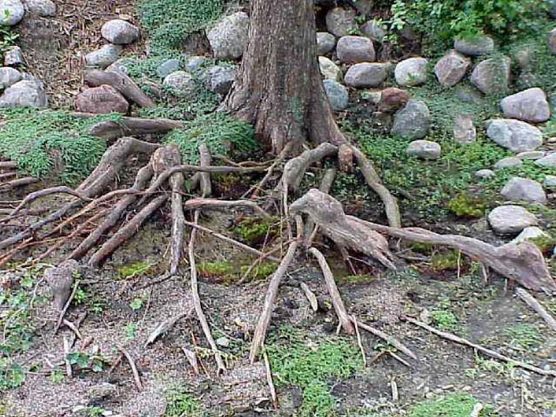 Taxodium distichum
