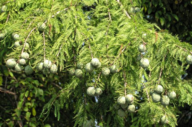 Taxodium distichum