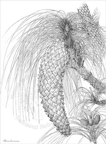 Pinus devoniana