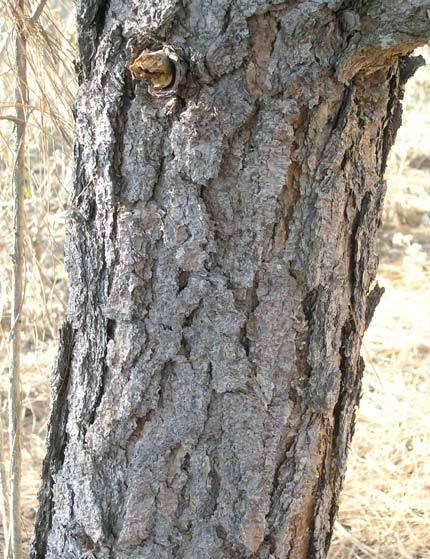 Pinus devoniana