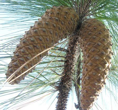 Pinus devoniana