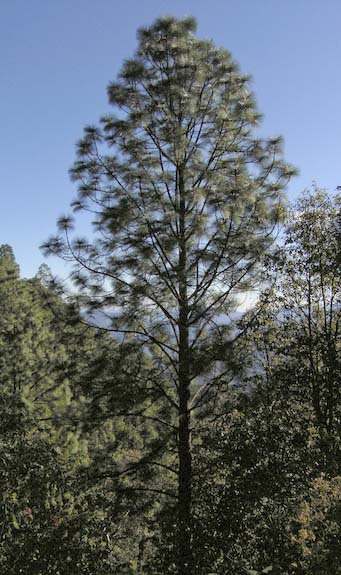 Pinus devoniana