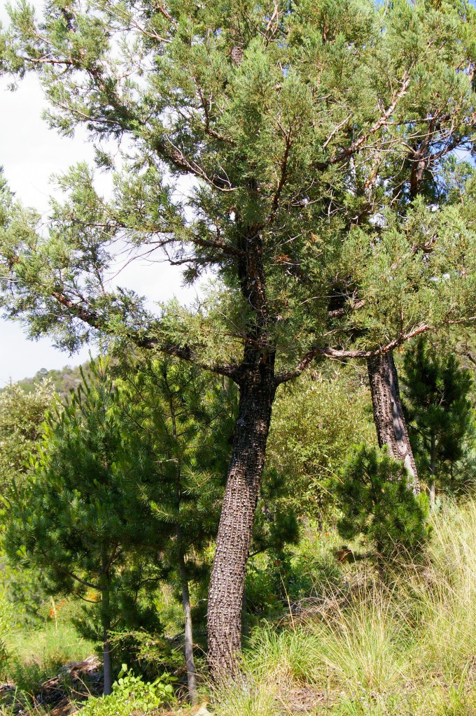 Juniperus deppeana