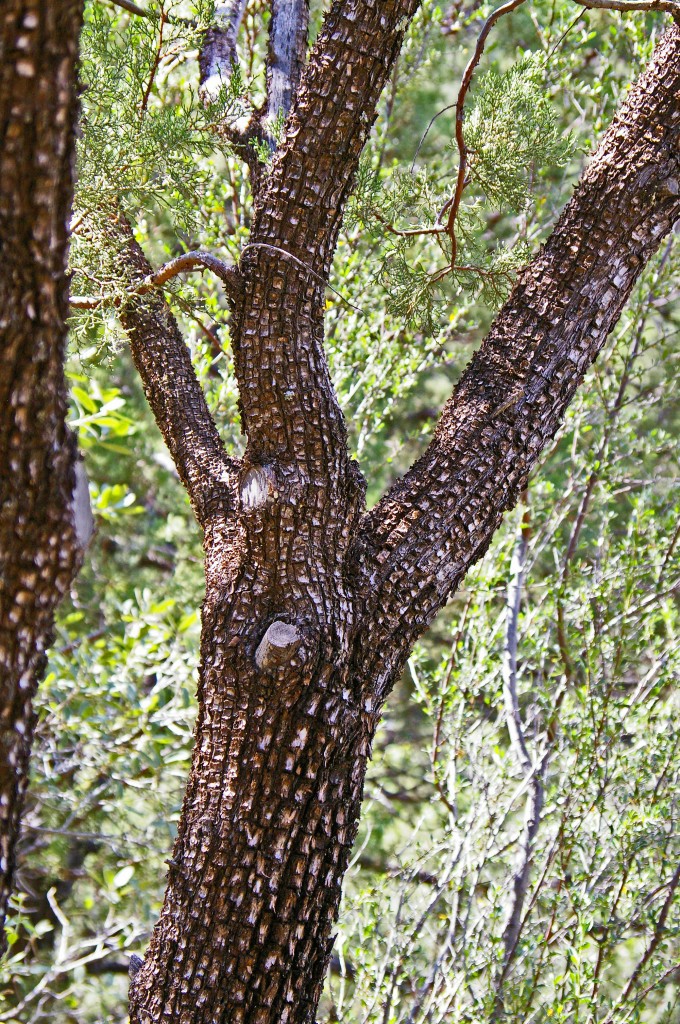 Juniperus deppeana