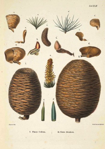 Cedrus deodara