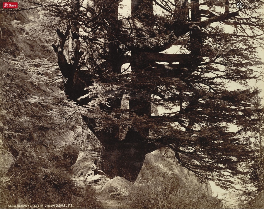 Cedrus deodara