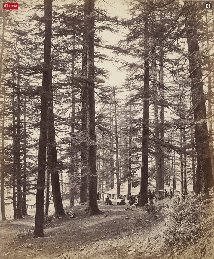 Cedrus deodara