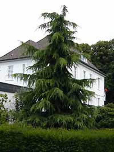 Cedrus deodara