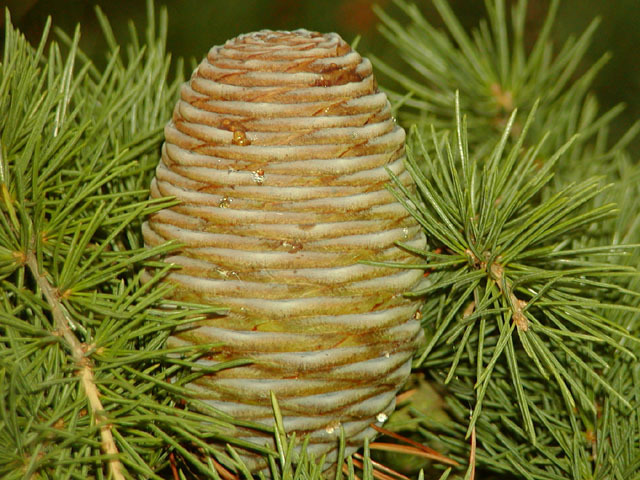 Cedrus deodara